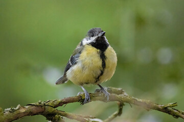 Obraz premium Great tit