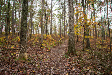 Landscape of a foot trail through the woods