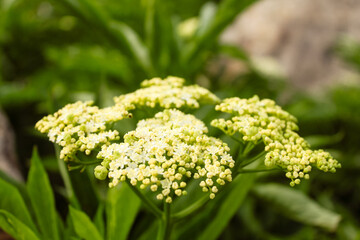 Obraz premium Natural Beautiful Flower Closeup
