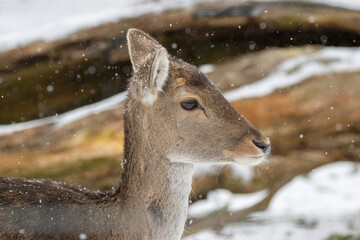 Fallow Deer