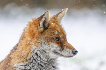Female Fox