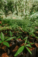 mudas de árvores na natureza na mata atlântica 