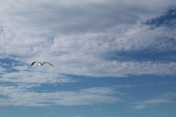 Seagull flying over the sky among the clouds