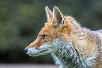 Female Fox