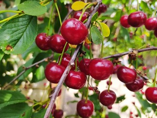 red cherries on a tree