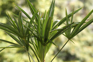 Junge Hanfpalme Trachycarpus fortunei im Blumenkübel