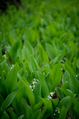 Lilies of the valley