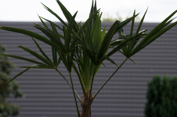 Junge Hanfpalme Trachycarpus fortunei im Blumenkübel