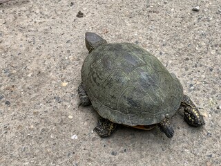 turtle on the sand