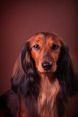 Miniature dachshund portrait