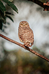 coruja na natureza na mata atlântica 
