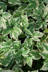 Background from leaves. The variegated white-green leaves of the plant runny. Background, texture