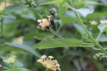 Fly Collecting Food From Flowers 