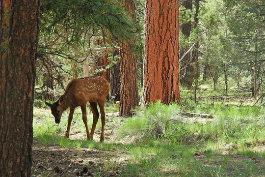 A young elk calf enjoying a sunny day in the forest, on the South Rim of the Grand Canyon, Arizona.