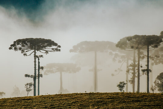 Floresta Capão de Pinheiro Araucária Paraná brasil 