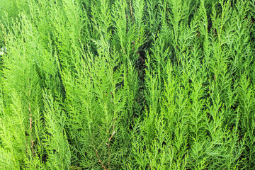 Natural Beautiful Arborvitae Closeup