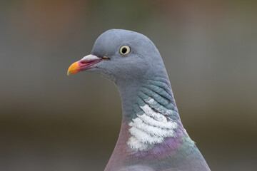 Wood Pigeon