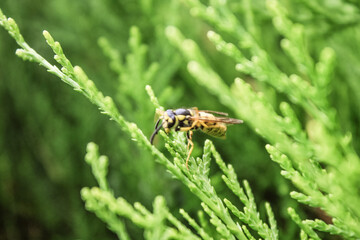 Natural Beautiful Arborvitae Closeup