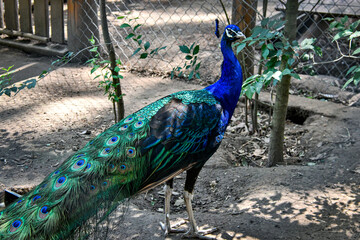 Obraz premium colorful blue peacock with green feathers 