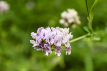 Natural Beautiful Flower Closeup