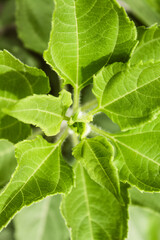 Natural Beautiful Flower Closeup