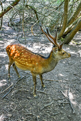 free-range brown-haired spotted deer 