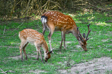 free-range brown-haired spotted deer 