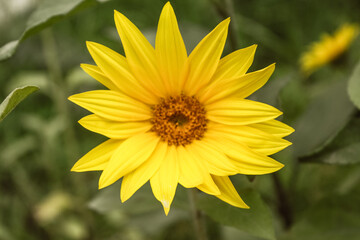 Natural Beautiful Flower Closeup