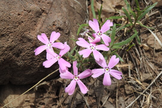 Phlox Speciosa, Showy Phlox, blooming in the Verde Valley, Yavapai County, Arizona.