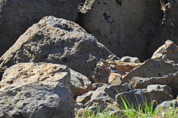 A killdeer perched on volcanic rocks on the Mogollon Rim, in the Coconino National Forest, Arizona.