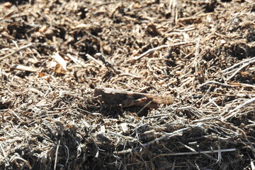 A Carolina grasshopper, locust sitting still on the ground, camouflaged with its surroundings, Mogollon Rim, Coconino National Forest, Arizona.