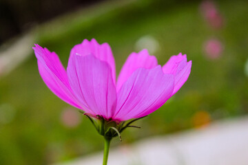 Fototapeta premium Natural Beautiful Flower Closeup