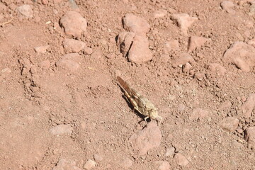 A Carolina grasshopper, locust sitting still on the ground, camouflaged with its surroundings, Mogollon Rim, Coconino National Forest, Arizona