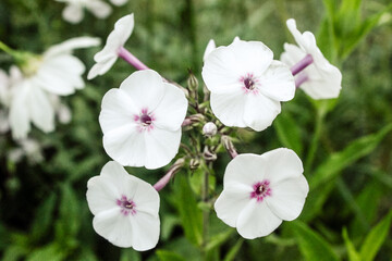 Natural Beautiful Flower Closeup