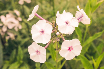 Natural Beautiful Flower Closeup