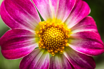 Natural Beautiful Flower Closeup