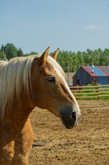 A Clydesdale Horse in a Pin