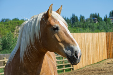 Obraz premium A Clydesdale Horse in a Pin