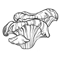 coloring book for children. stylized black line mushrooms.