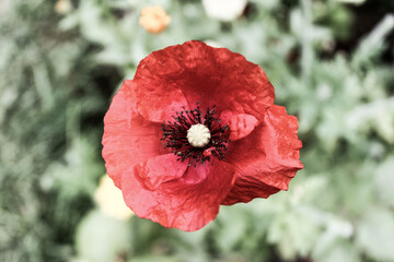 Natural Beautiful Flower Closeup