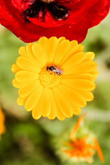 Natural Beautiful Flower Closeup
