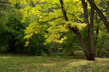 autumn park the trees with green and yellow leaves