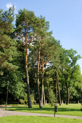 coniferous tree pinus silvestris close up and scenic