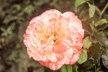 Natural Beautiful Flower Closeup