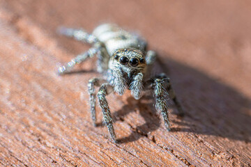 Female Zebra Jumping Spider