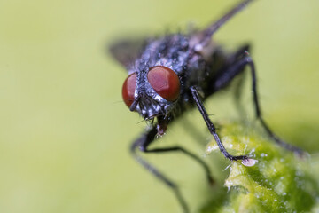 Naklejka premium Fly