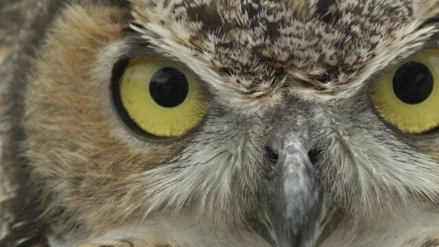 Close up expressive great horned owl