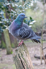 Pigeon