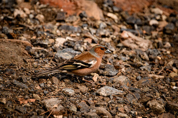 view of a male chaffinch known as Fringilla coelebs sitting on stony ground
