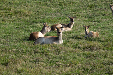 Small herd of Southern Lechwe, Kobus Leche, lying on a grassy slope